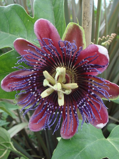 Passiflora x 'Marijke' fleur